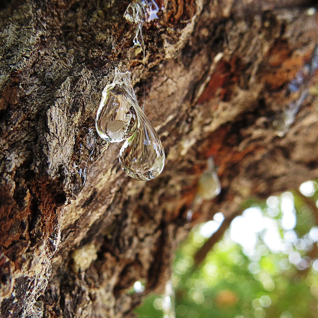 Mastic Gum